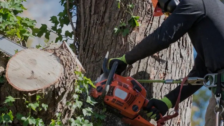 Arborist using a chainsaw to cut a tree trunk.